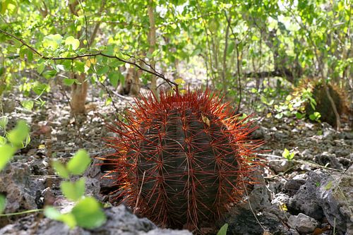 cactus op rots bij playa porto marie