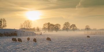 Paysage doré d'hiver