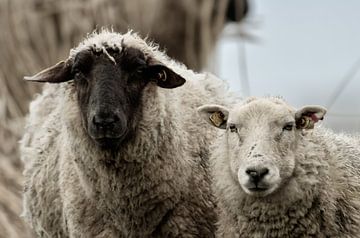Rural sheep by Willem Van Norel
