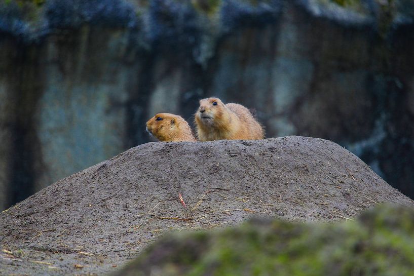 Two Prairie Dogs by NatureFrameByExter