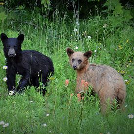Bears in Canada by Tony Van de Velde