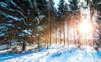 Winter wonderland van Richard Driessen thumbnail