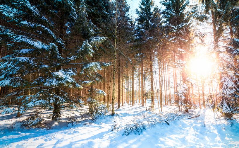 Winterwunderland von Richard Driessen