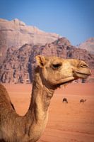 Kameel in Wadi Rum