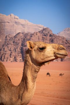 Kameel in Wadi Rum van Patricia Van Roosmalen