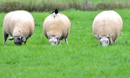 schapen grazen in de wei
