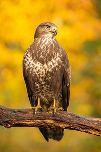 Bussard, Buteo buteo. Ein Porträt.