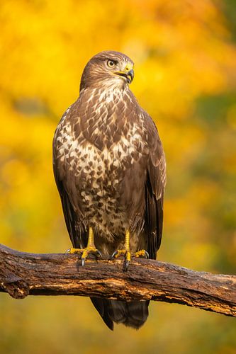 Buizerd, Buteo buteo. Een portret.