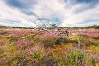 Heide in de duinen