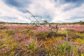 Moorlandschaft von Fotografie Egmond