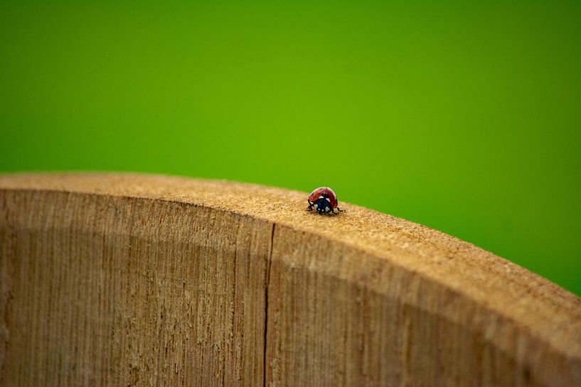 Lieveheersbeestje op hout van Michael van Eijk