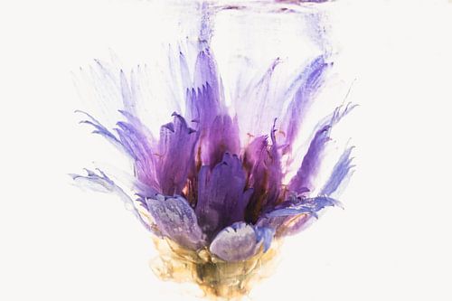 Fleur rose en glace 3