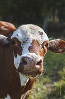The joy of a cow free in the meadow