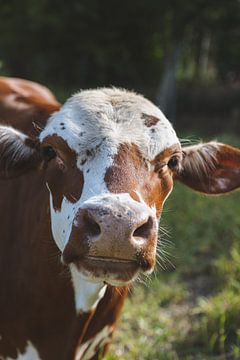 Die Freude einer freien Kuh auf der Wiese von Ken Tempelers