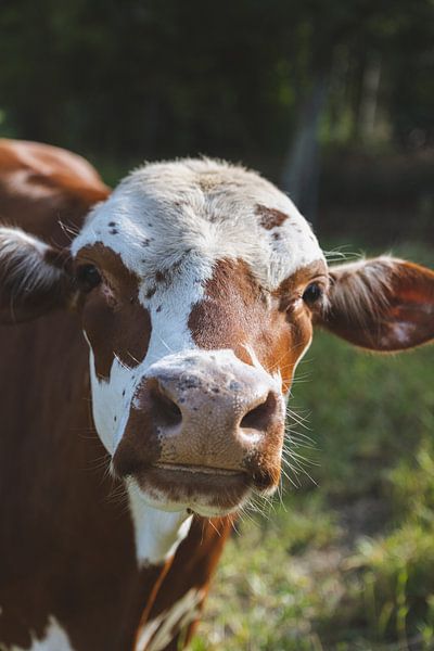 The joy of a cow free in the meadow by Ken Tempelers