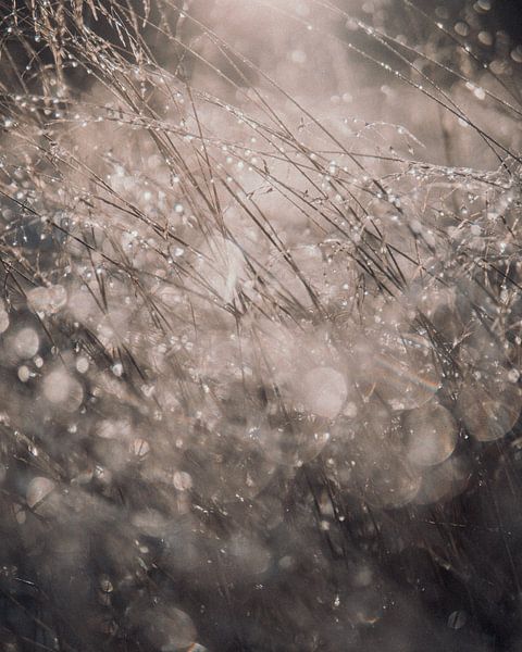 Morning dew by Fabiroams