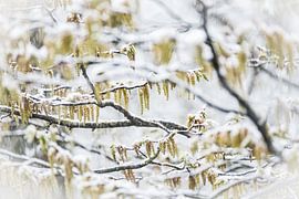 Branches d'un arbre recouvertes de neige