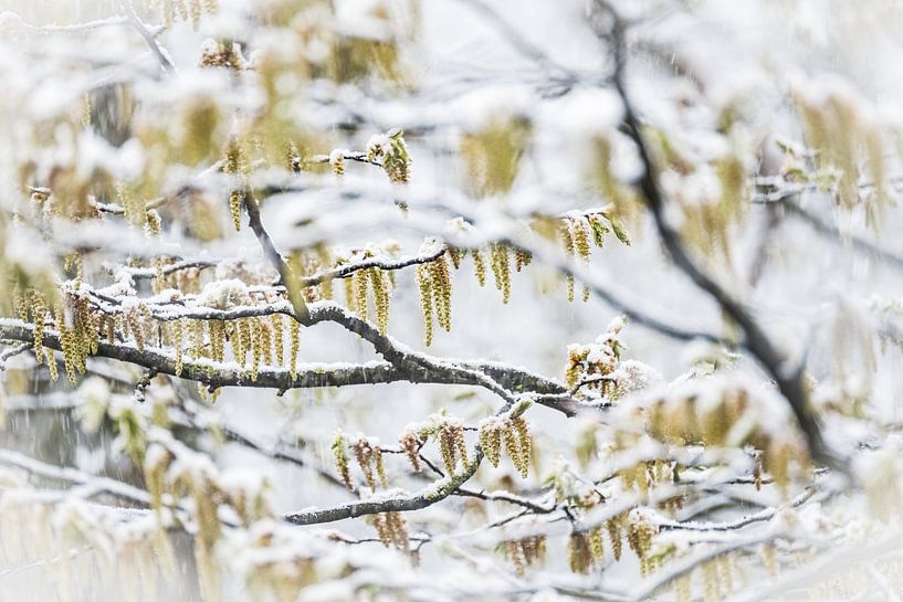 Schneebedeckte Äste eines Baumes von Jack Tummers