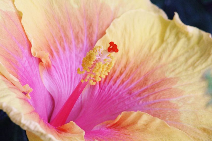 Bloem by Gosia Lubbers