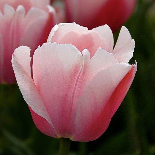Beautiful tulip, pink-white