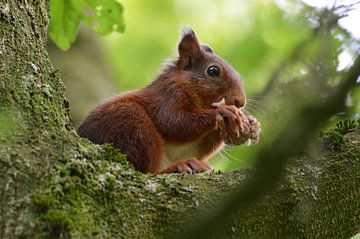 etende eekhoorn van Pascal Engelbarts