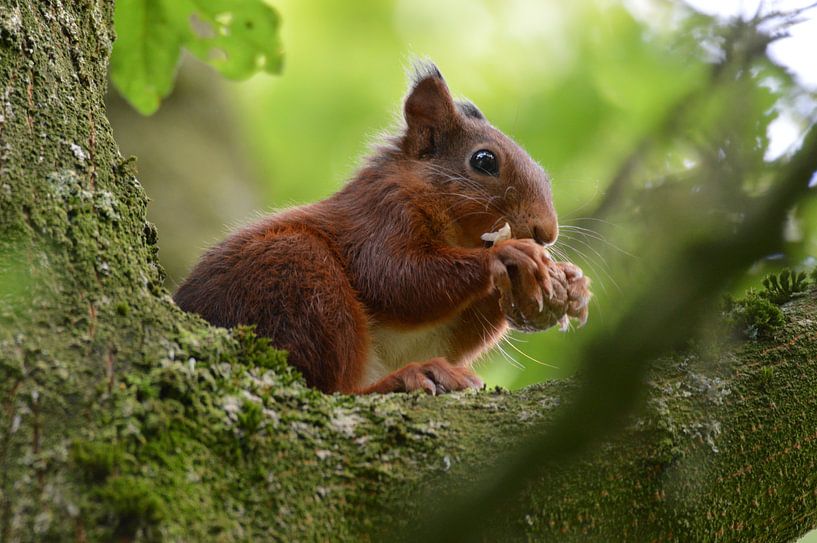 etende eekhoorn van Pascal Engelbarts