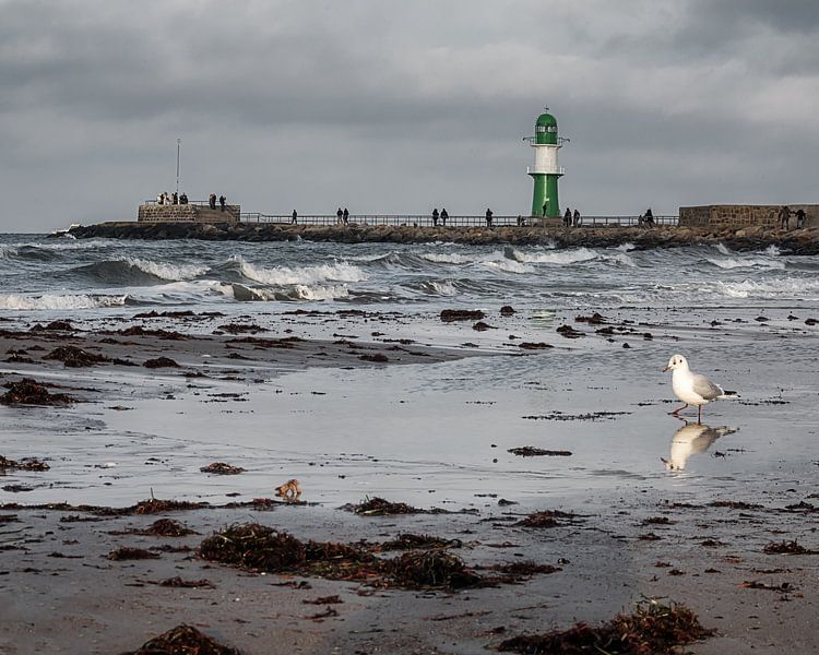 Warnemünde lighthouse with seagull on the beach by Bild.Konserve