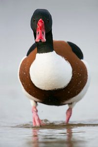 Brandgans * Tadorna tadorna * auf Landgang