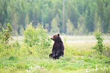 Brown bear (Ursus arctos) adult male