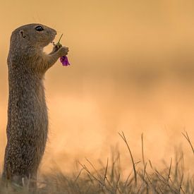 Ground squirrel with a tasty flower by Larissa Rand