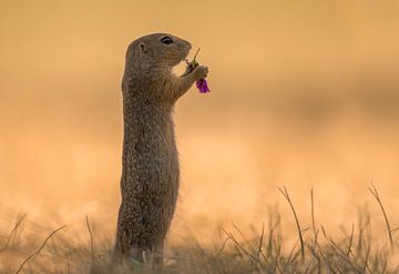 Écureuil terrestre avec une fleur savoureuse sur Larissa Rand