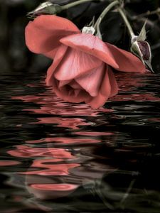 Rosa Rose - Rosenwasser