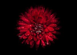 Backyard Flowers 45 Color Version by The Learning Curve Photography