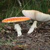 paddenstoelen van Rick Kroeze