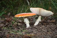 Pilze