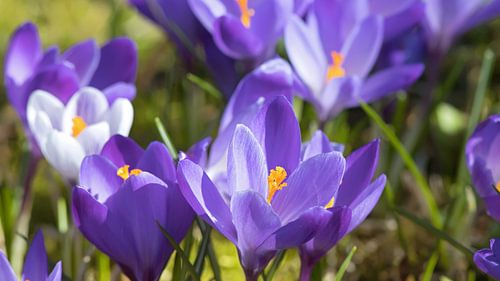 Crocuses