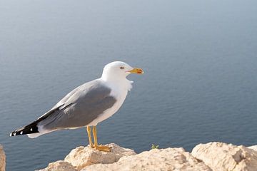 Mouette observe la mer Méditerranée bleu-gris