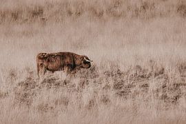 Scottish Highlander on the heath in the Deeler forest