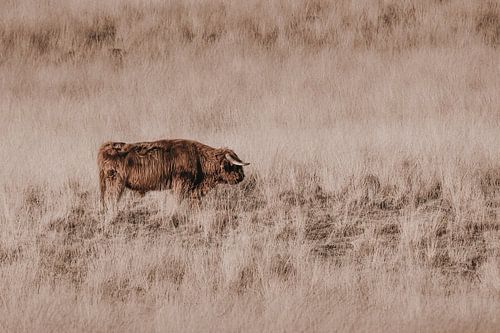 Schotse hooglander op de heide in het Deelerwoud