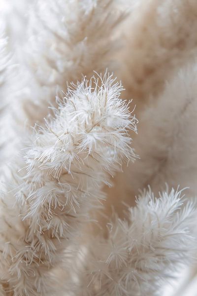 Close-up of White Plumes by Imperial Art House
