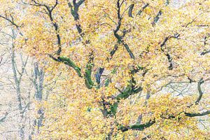 Oude eik in gele herfsttooi van Karin de Jonge