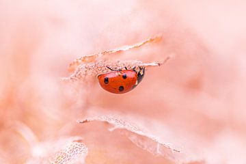 Ladybug by Samantha Rorijs