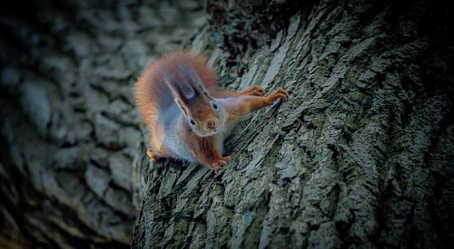 Klettern mit dem Eichhörnchen :-)