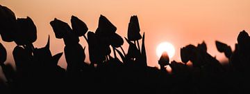Silhouette van tulpen tijdens zonsondergang van Rick Ouwehand