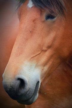 a horse von Yvonne Blokland