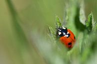 ladybug by Marjolein Gompel thumbnail