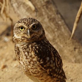 Owl van Lennard Kazen