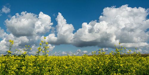 Groenbemesting met blauwe wolkenlucht..