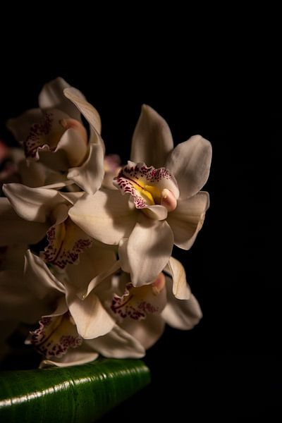 Floral portrait atmosphere by Lisa Berkhuysen