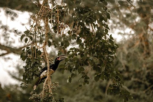 Trompetter Neushoornvogel